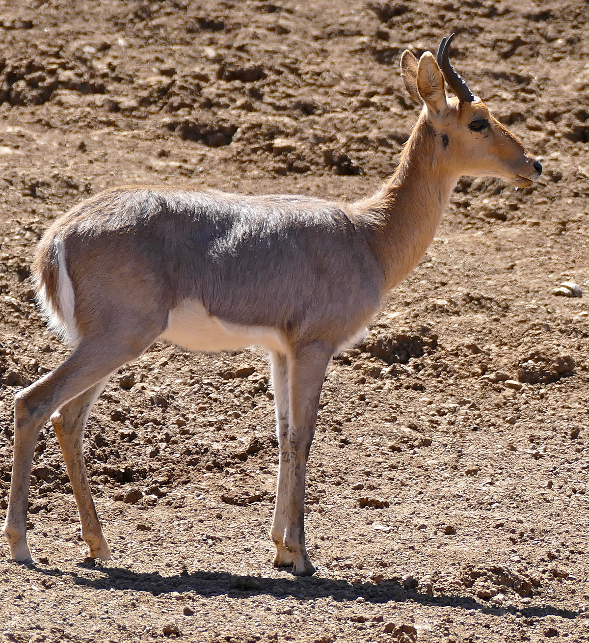 Redunca de montagne, une antilope africaine