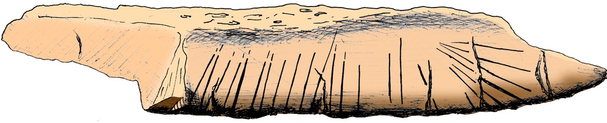 European beaver Castor fiber, the species hunted at Bilzingsleben 400,000 years ago