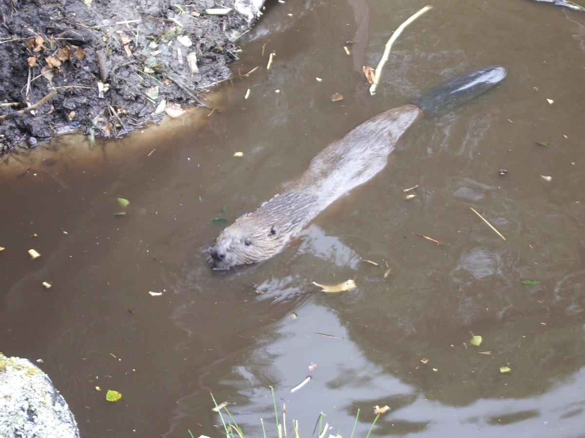 Eurasian beaver (Castor fiber) swimming - Wikimedia Commons CC BY 4.0 / public domain