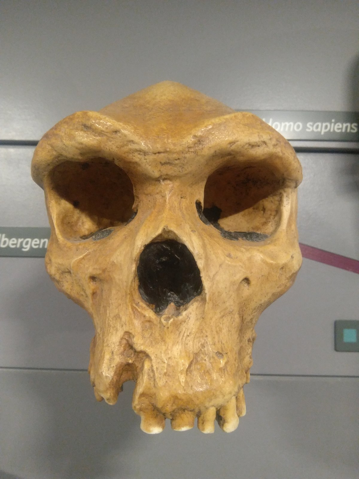 Homo heidelbergensis skull - Wikimedia Commons CC0