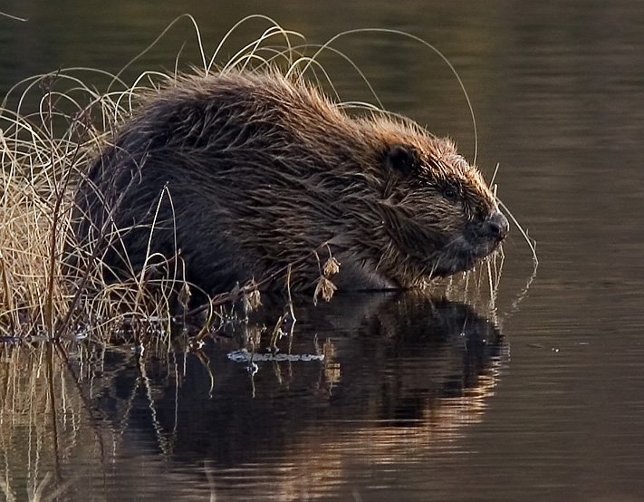 Adult Eurasian beaver - Wikimedia Commons CC BY-SA 3.0
