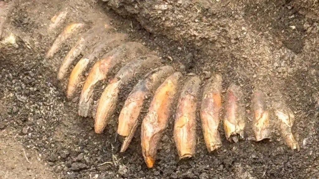 Animal teeth arranged as a funeral necklace, Neolithic tumulus of Zorawina, Lower Silesia