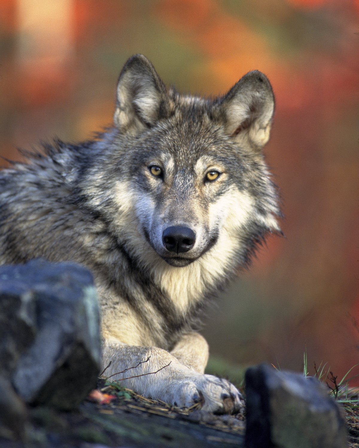 Grey wolf Canis lupus ancestor of domestic dog
