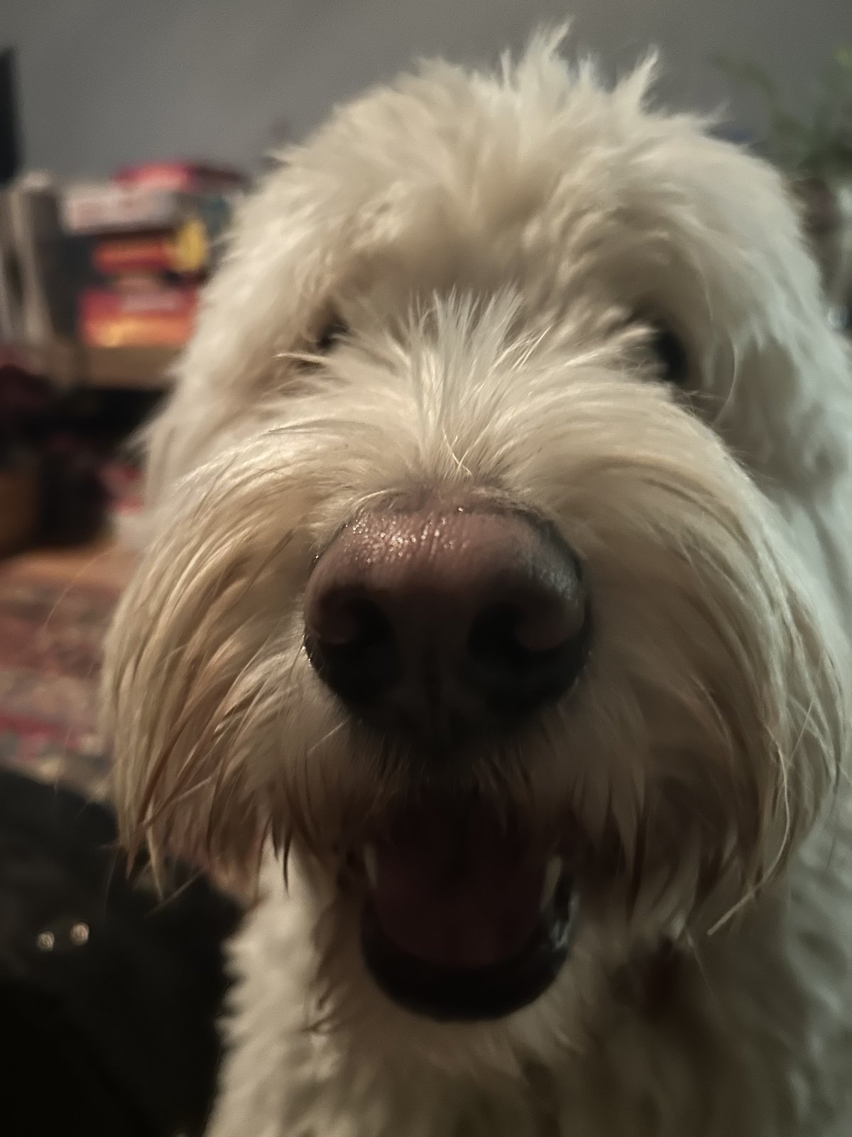 Modern dog direct descendant of prehistoric domesticated wolf