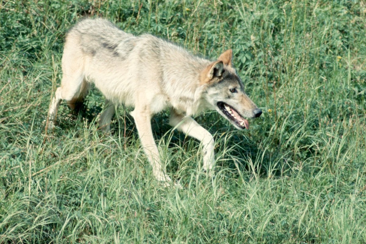 Grey wolf (Canis lupus), ancestral relative of the domestic dog - Wikimedia Commons CC BY-SA 4.0