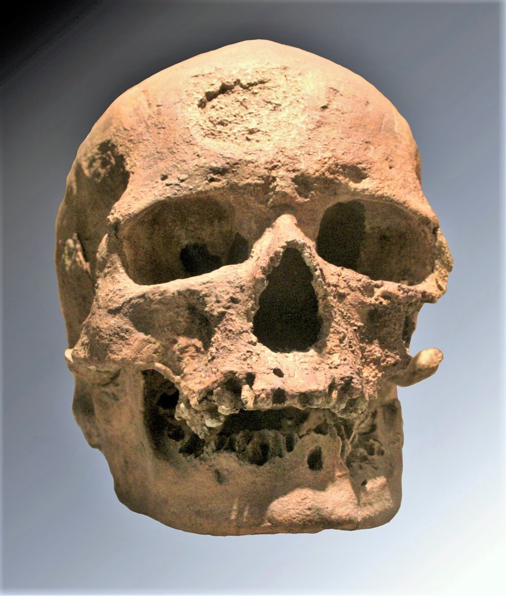 Fossil skull of Cro-Magnon 1 displayed in a museum