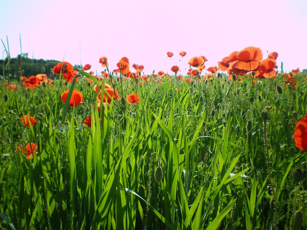 Einkorn grains, one of the oldest wheats cultivated in the Near East