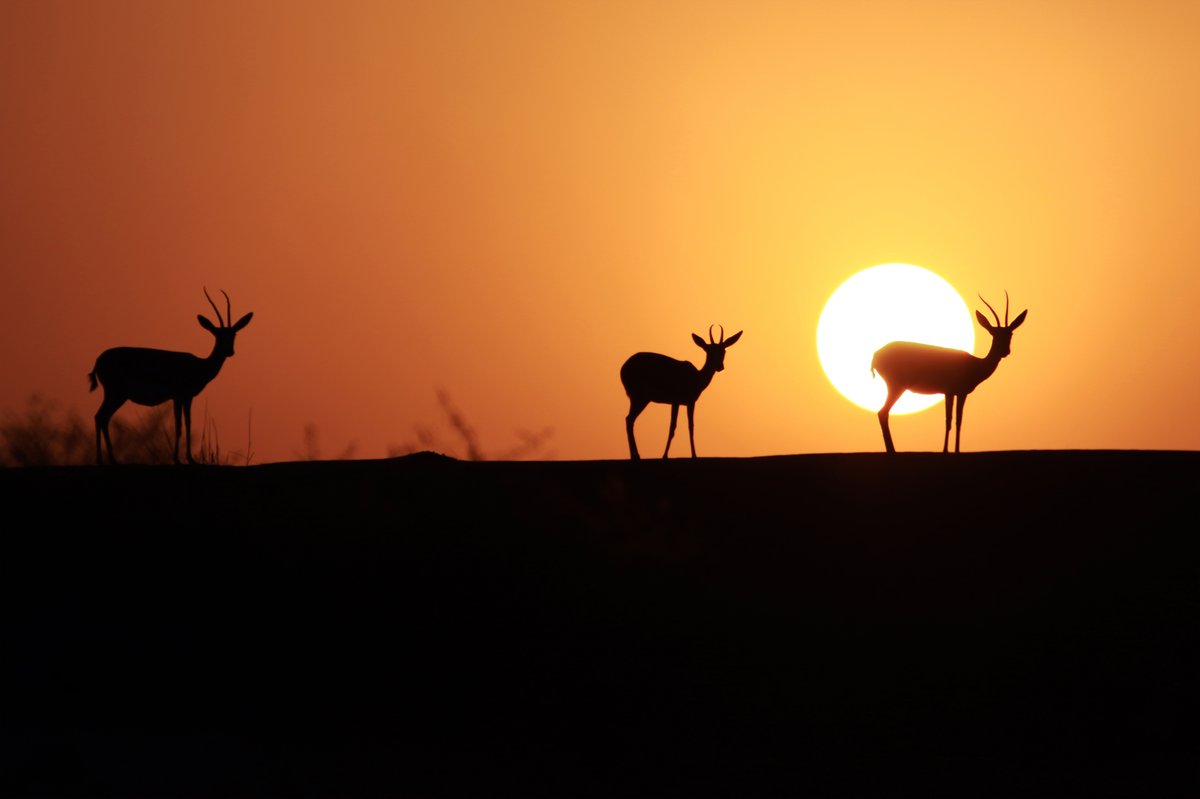 Arabian gazelle, related to the species hunted in ancient Syria