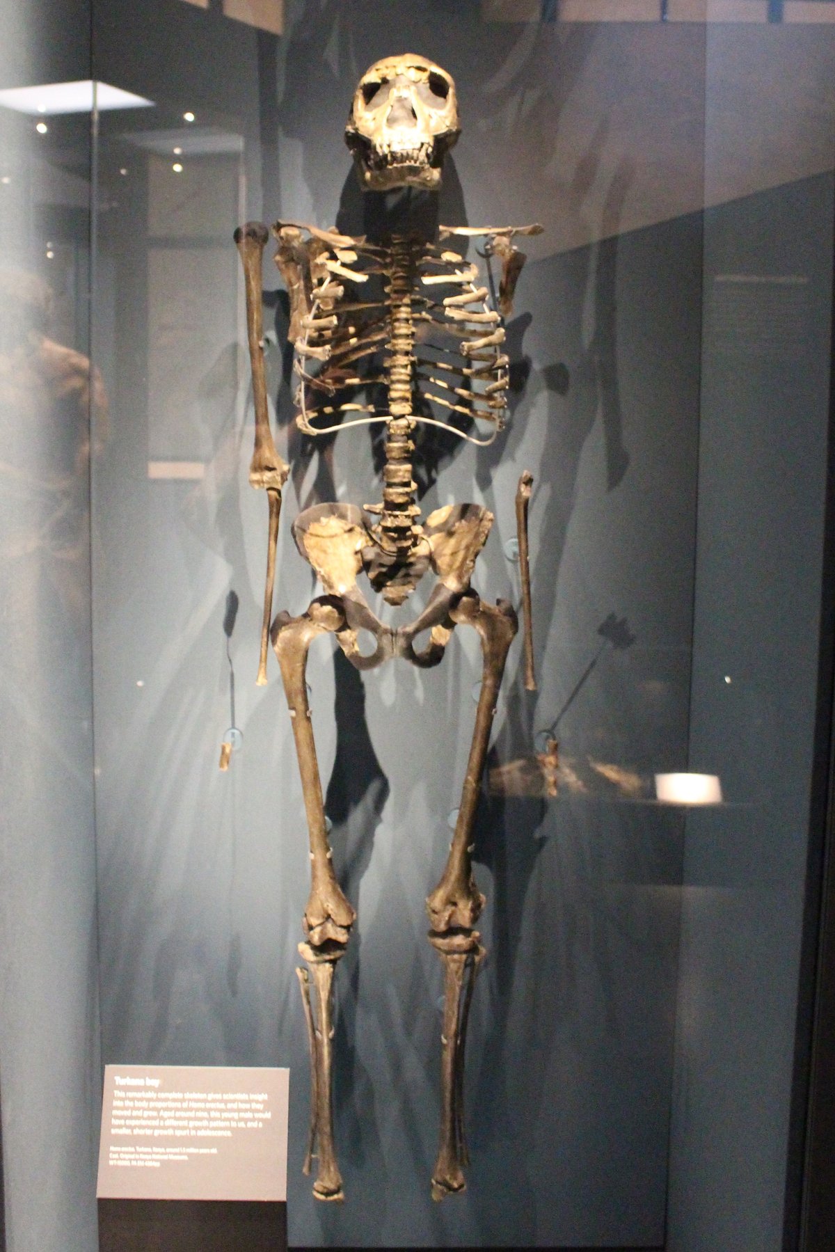 Turkana Boy (Homo ergaster), reconstruction - Wikimedia Commons CC BY-SA 4.0