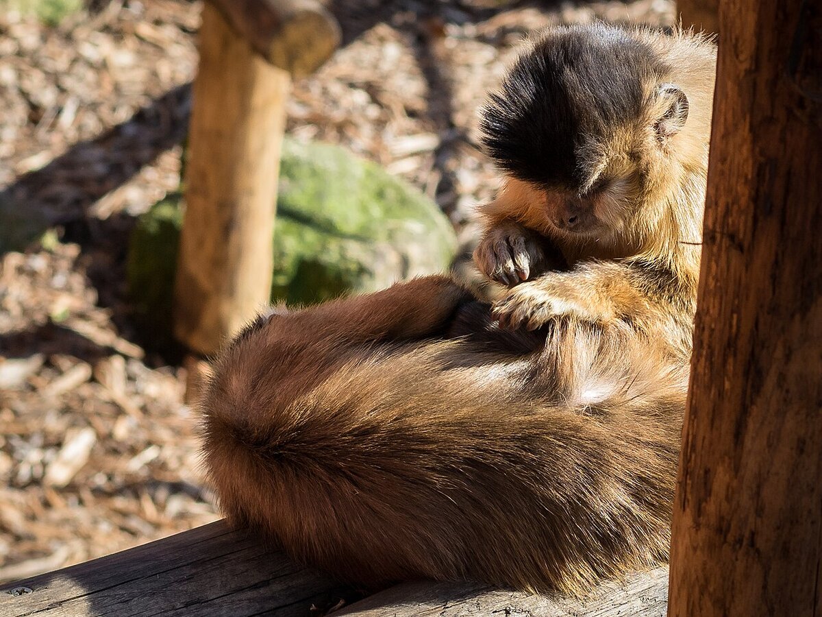 Two tufted capuchin monkeys in a mutual grooming session, social primates