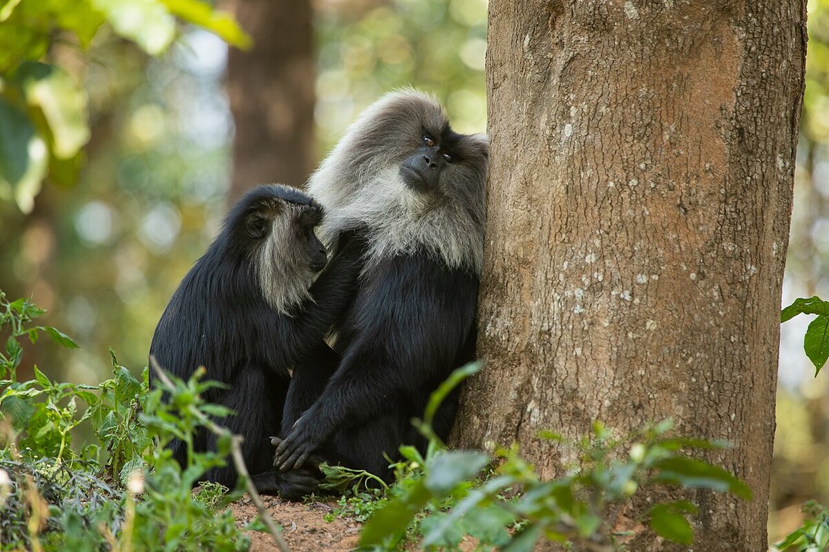 Lion-tailed macaque engaged in social grooming (allogrooming), India