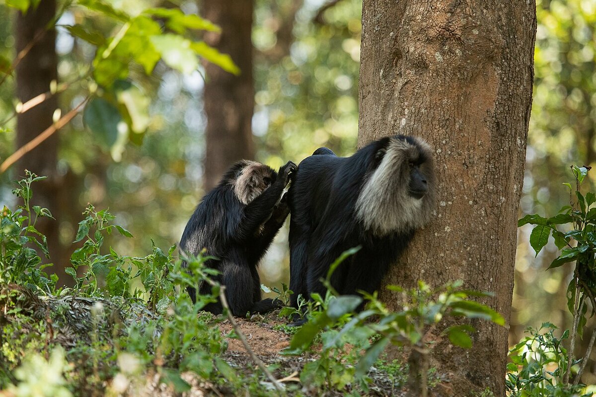 Lion-tailed macaque during a grooming session, detail of allogrooming