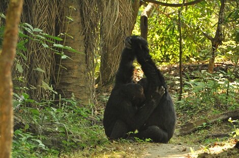Chimpanzees handclasp grooming, social bonding behaviour
