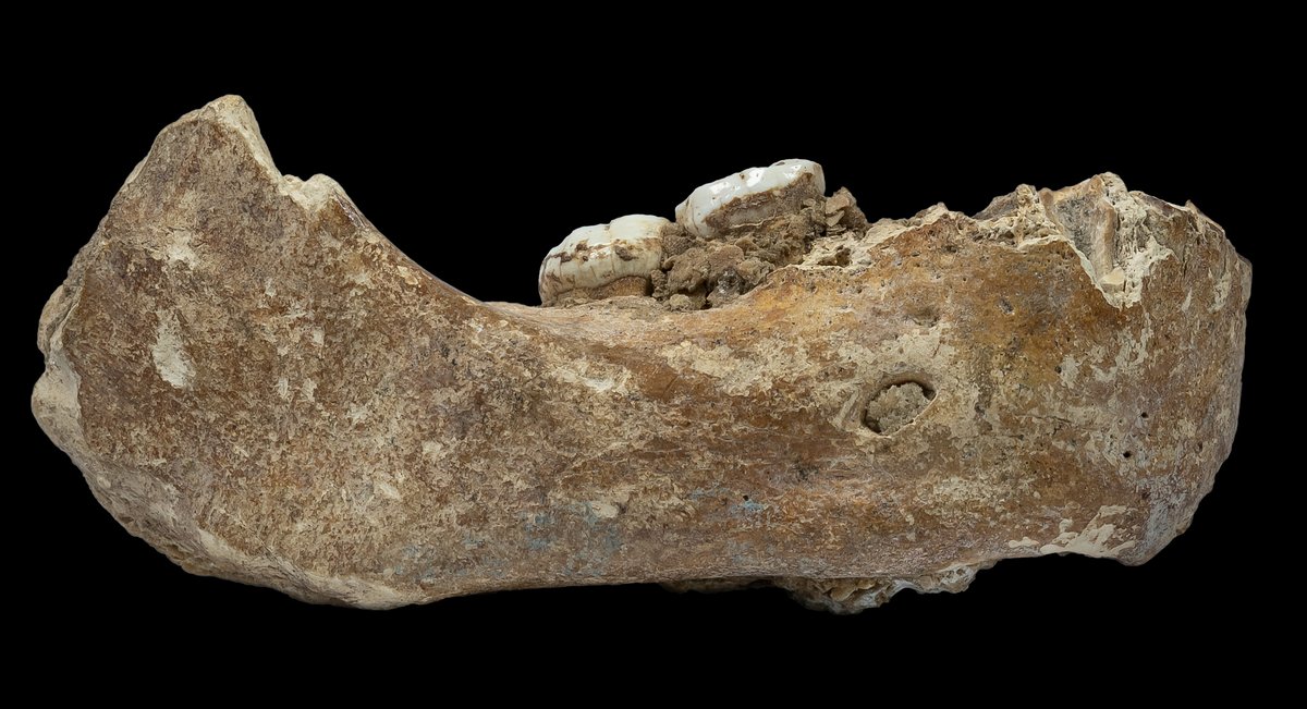 Mandibule de Xiahe - Denisovien Tibet - 160 000 ans