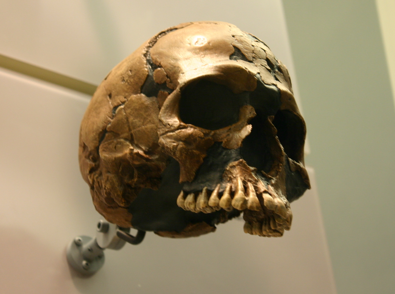Crâne de Qafzeh, sapiens archaïque du Levant proche de la population de Skhul