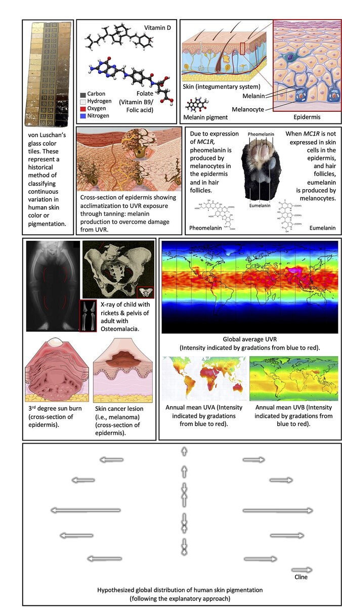 Variation in human skin pigmentation in response to UV radiation