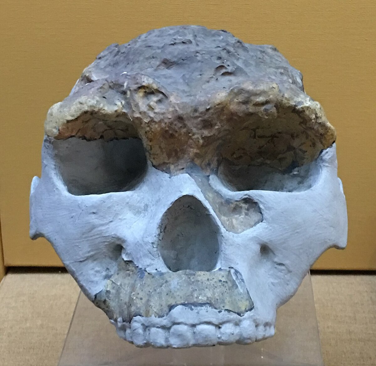 Homo erectus lantianensis skull at the Natural History Museum London