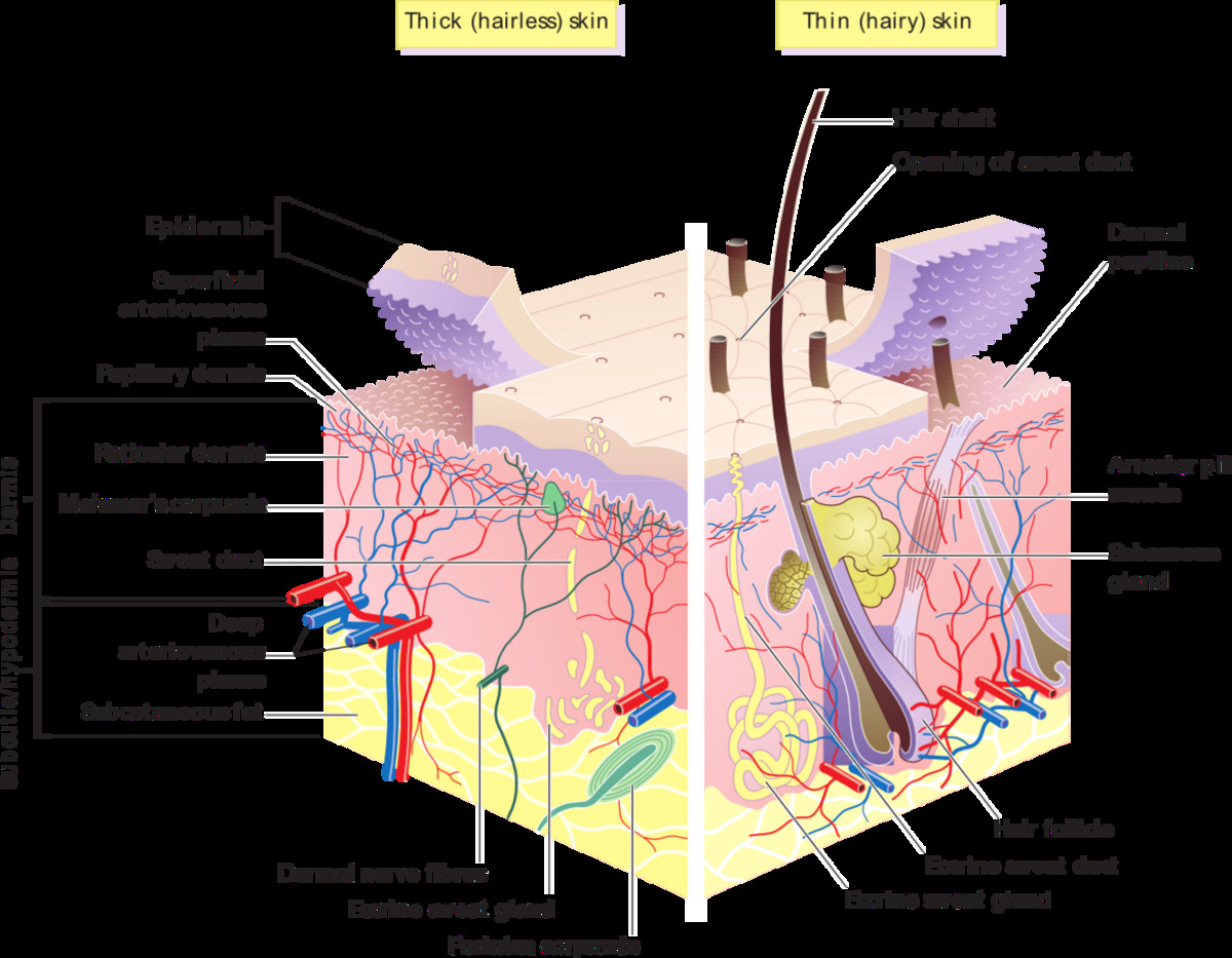 Diagram of human skin layers showing epidermis, dermis, and hypodermis