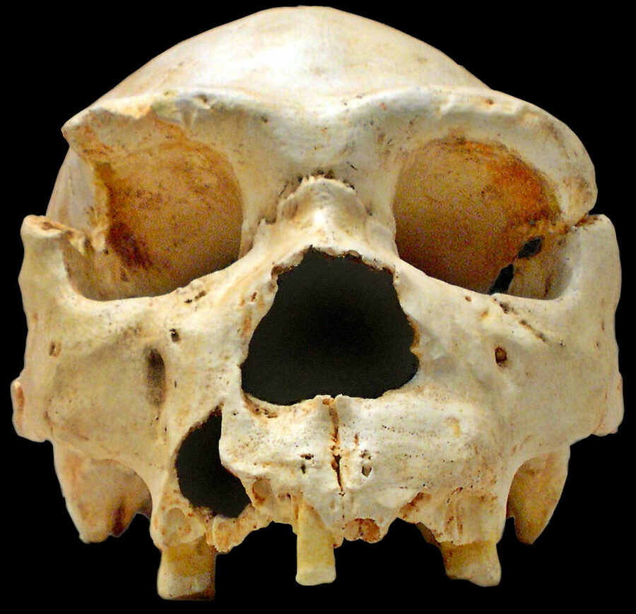 Crâne de Homo heidelbergensis (Atapuerca)