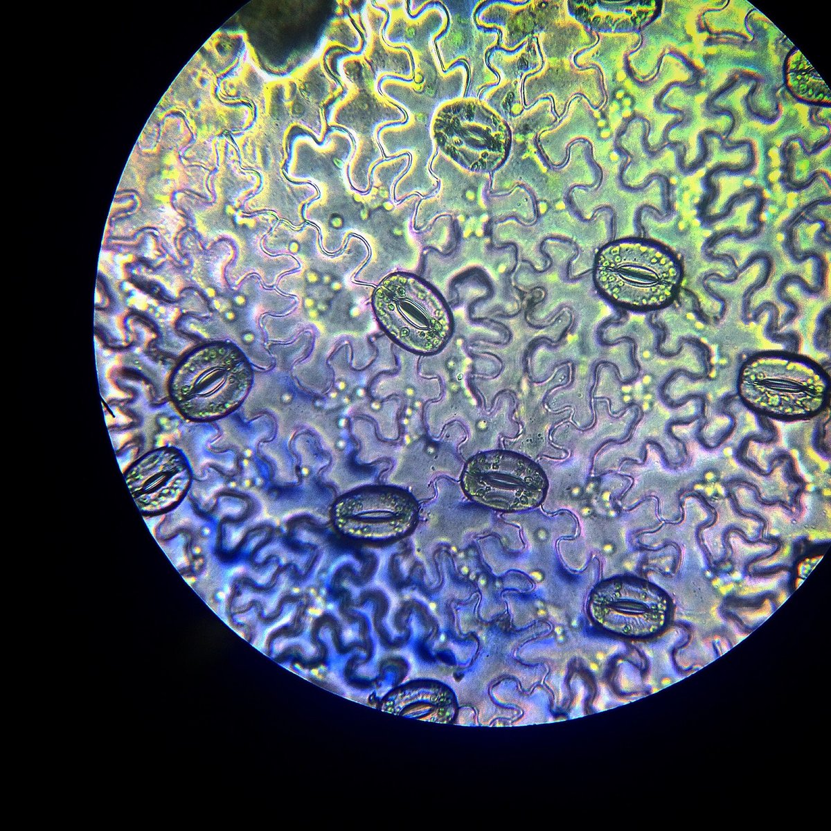 Microscope view of a leaf epidermis, with wavy-edged cells and stomata