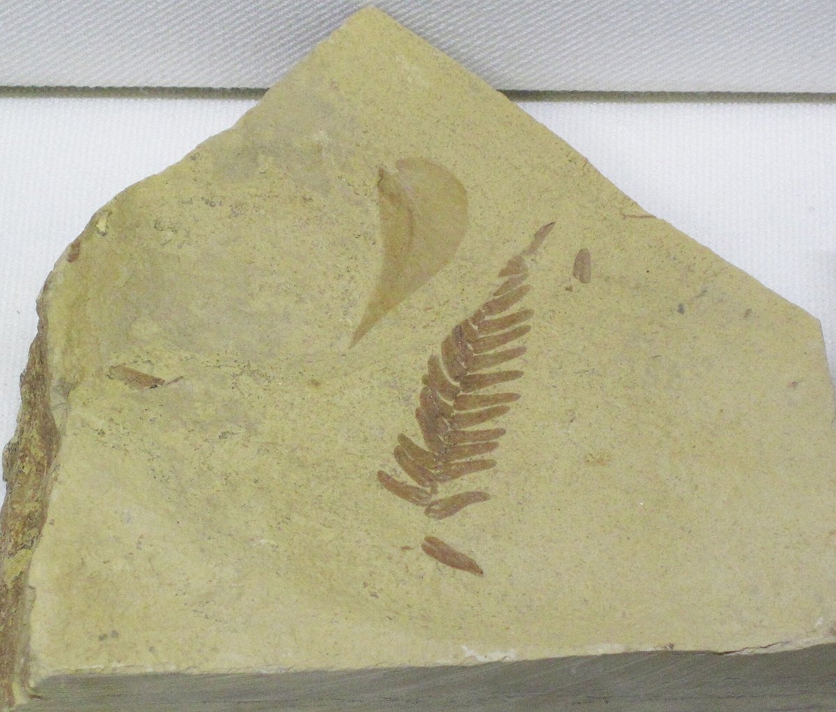 Fossil dawn redwood foliage imprinted in pale Paleocene rock