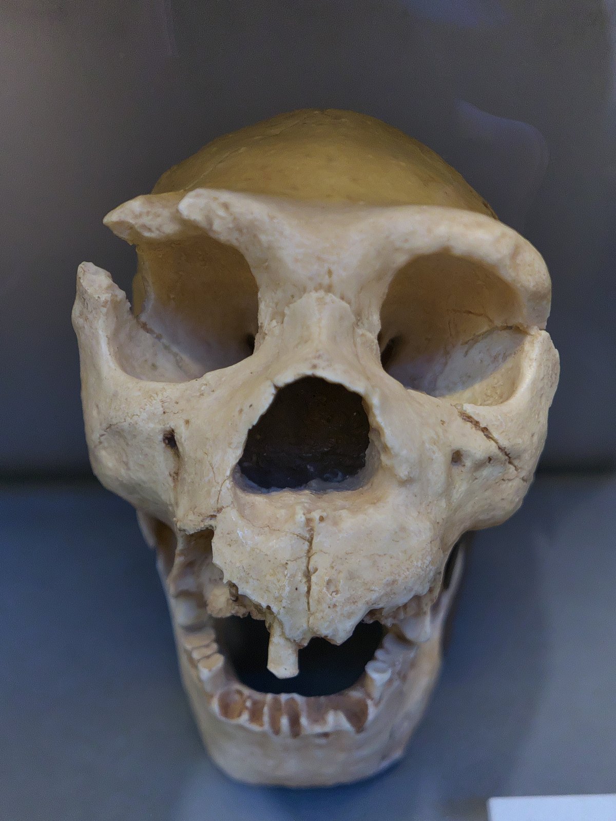 Homo heidelbergensis skull from Atapuerca