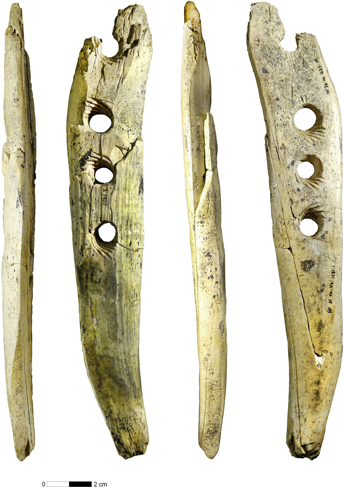 Perforated baton made from mammoth ivory from Hohle Fels Cave, Germany, over 35,000 years old