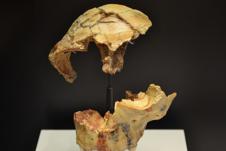 Reproductions du crane et de la mandibule de l'enfant de Gran Dolina (Hominido 3), Museo Arqueologico Nacional de Espana - CC BY-SA