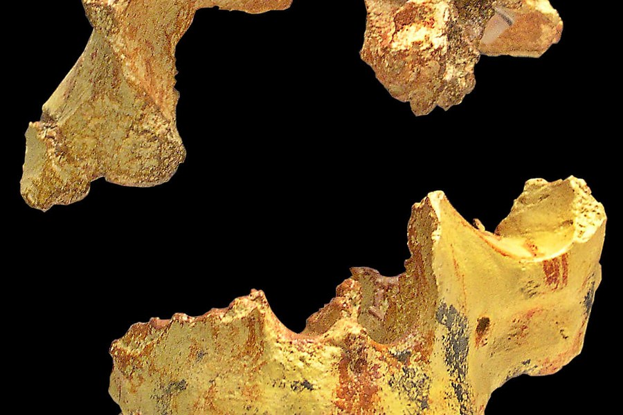 Reconstruction faciale d'Homo antecessor - Wikimedia Commons