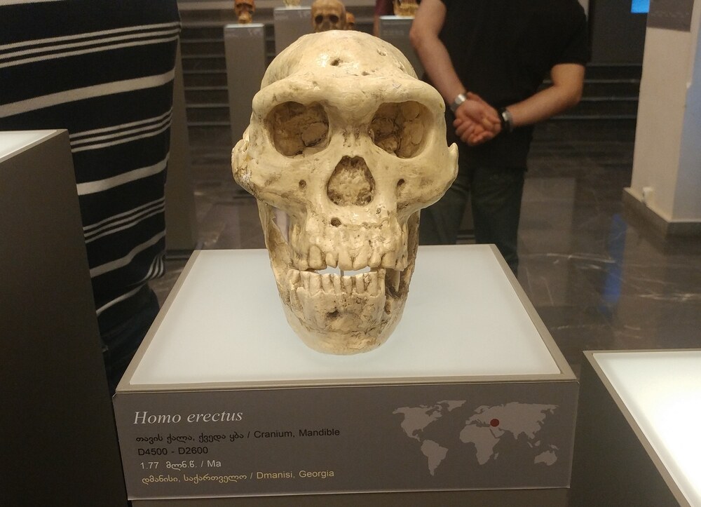 Crane D4500 de Dmanisi (Georgie), Homo erectus, 1,85 million d'annees