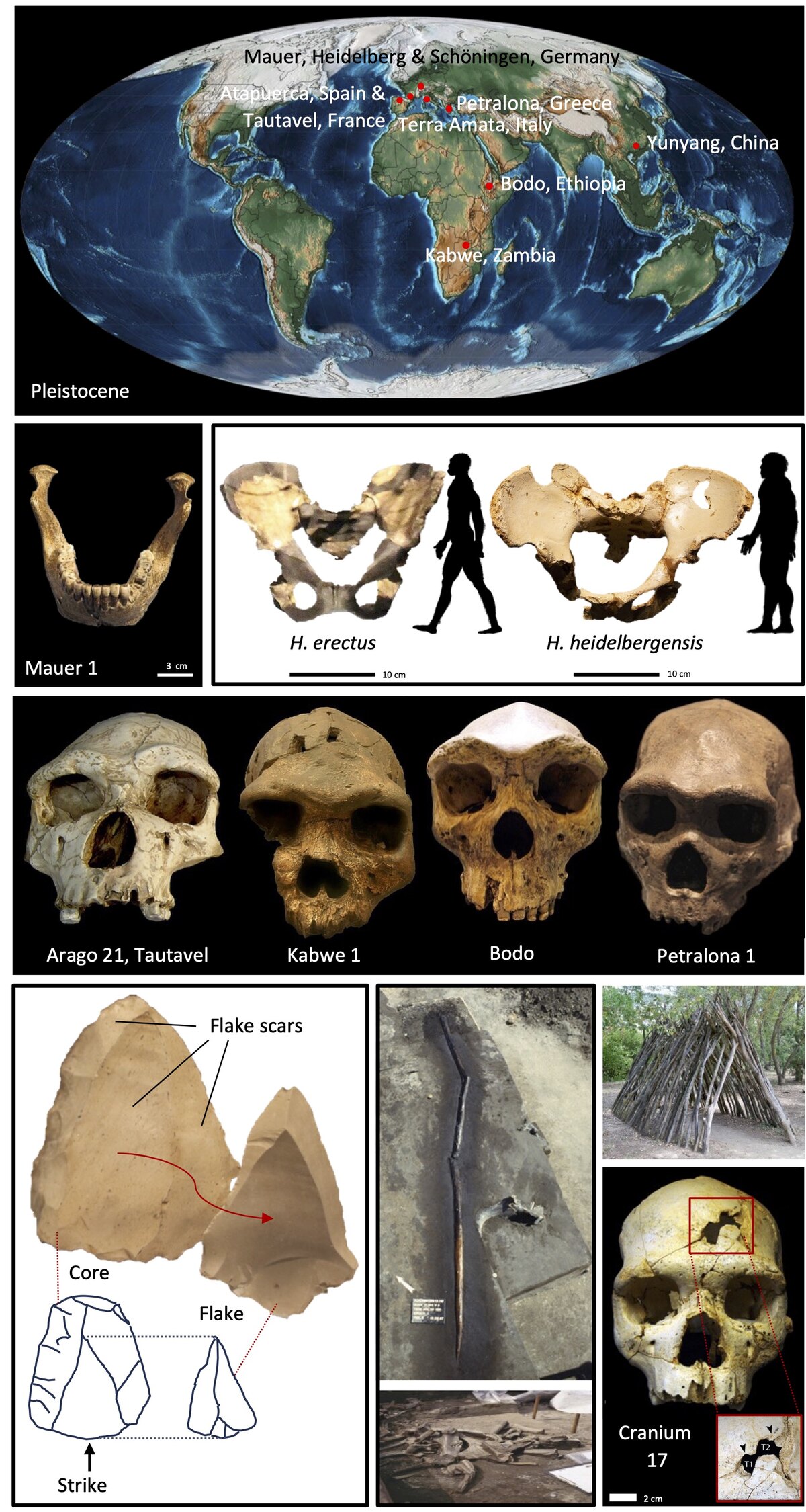 Homo heidelbergensis skull reconstruction