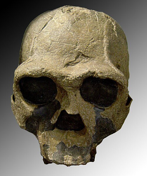 KNM-ER 3733 skull of Homo ergaster