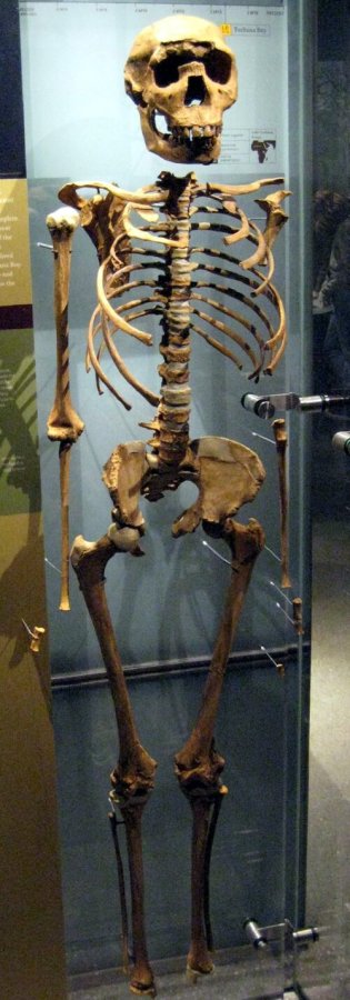 Squelette KNM-WT 15000 Homo ergaster Turkana Boy
