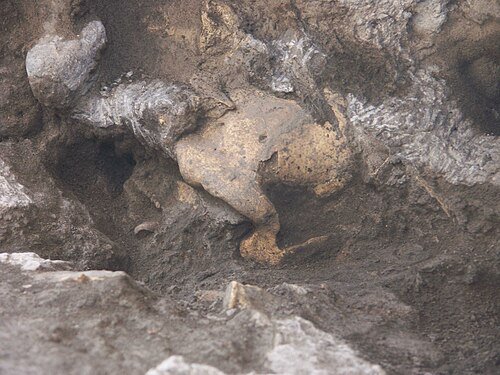 Dmanisi skull Homo georgicus