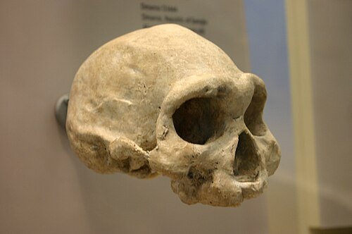 Crane D3444 Homo georgicus editente Dmanisi