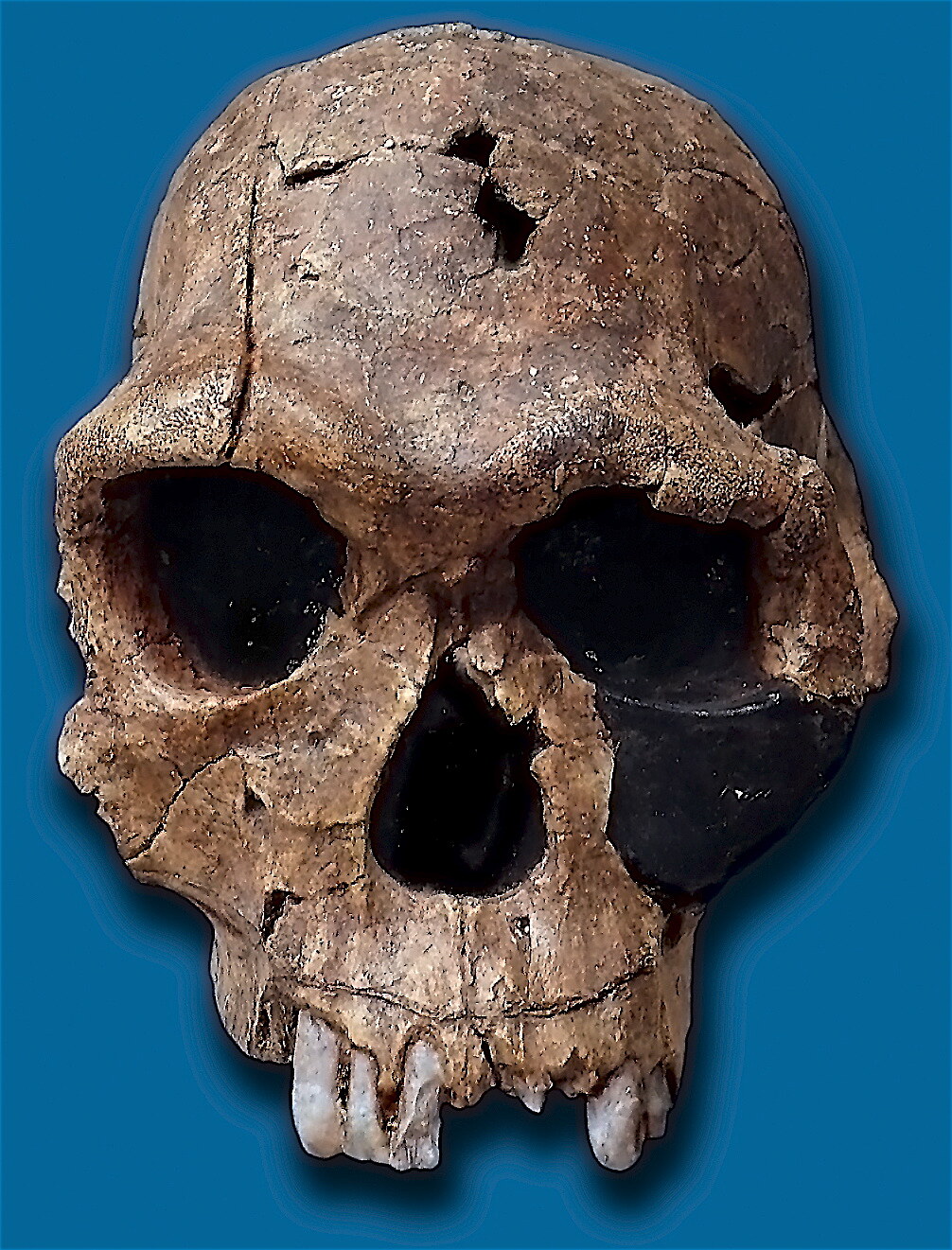 Crane KNM-ER 1813 d'Homo habilis