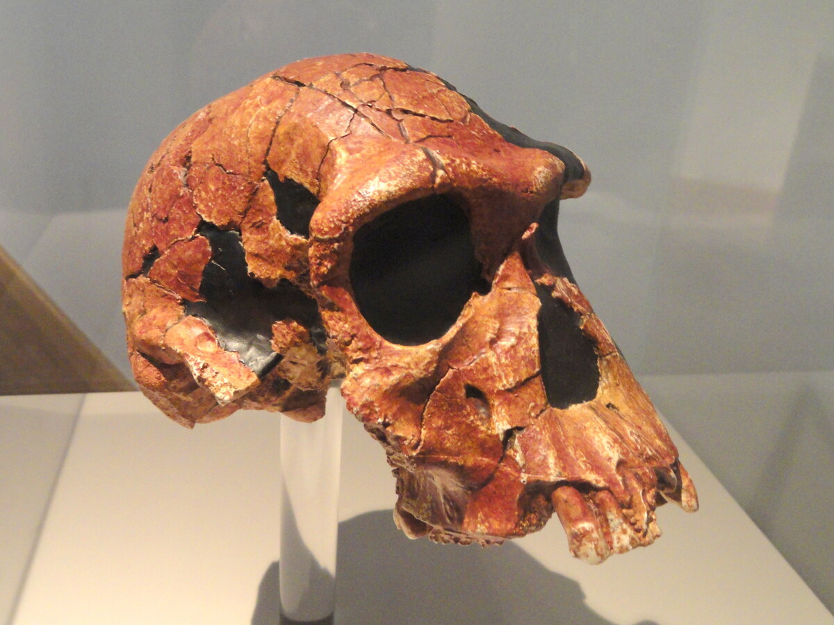Crane d'Homo habilis au Naturmuseum Senckenberg
