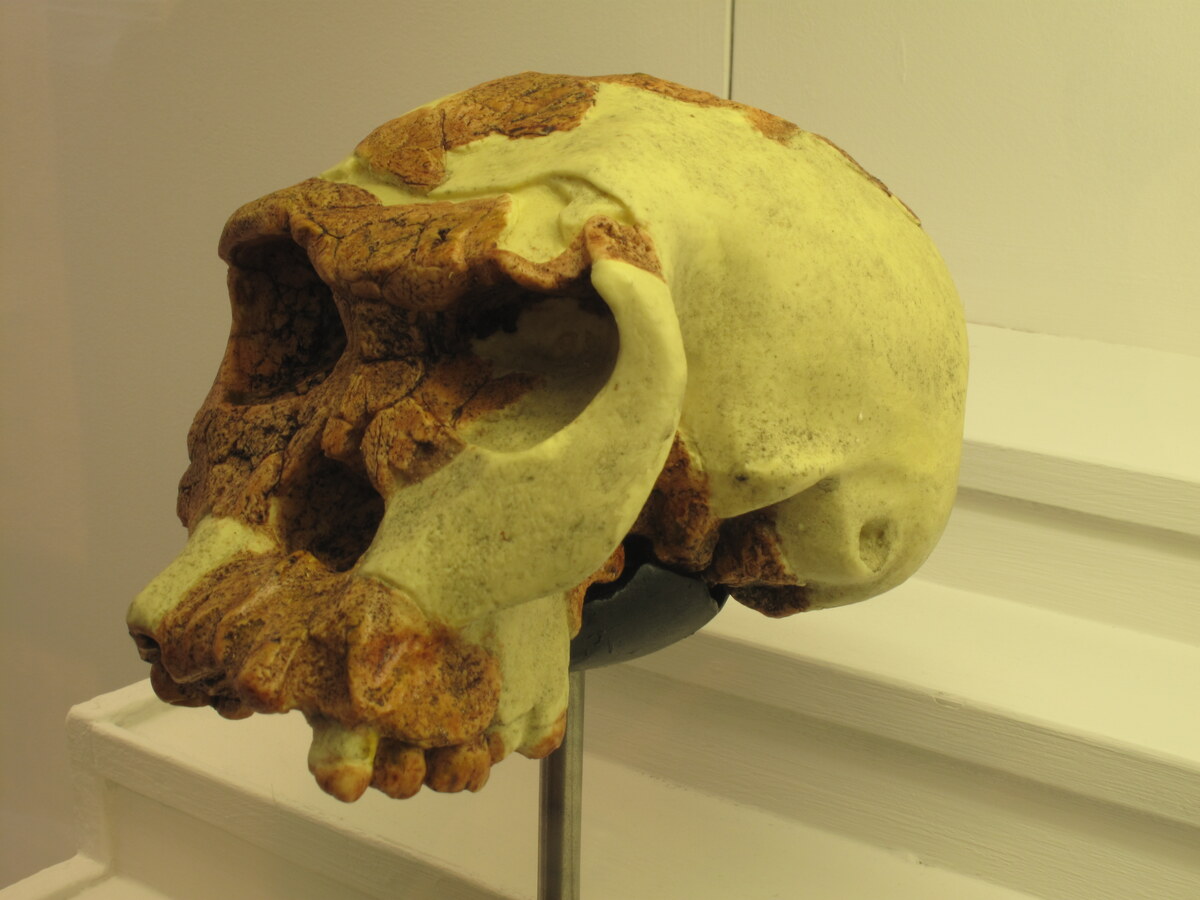 Specimen d'Homo habilis en vue laterale