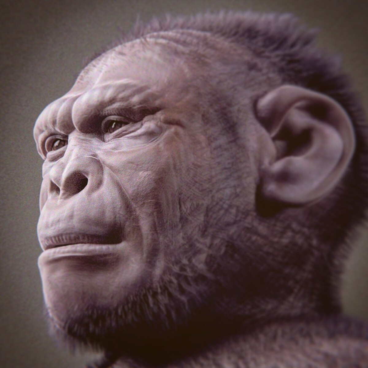 Reconstruction forensique du visage d'Homo habilis par Cicero Moraes
