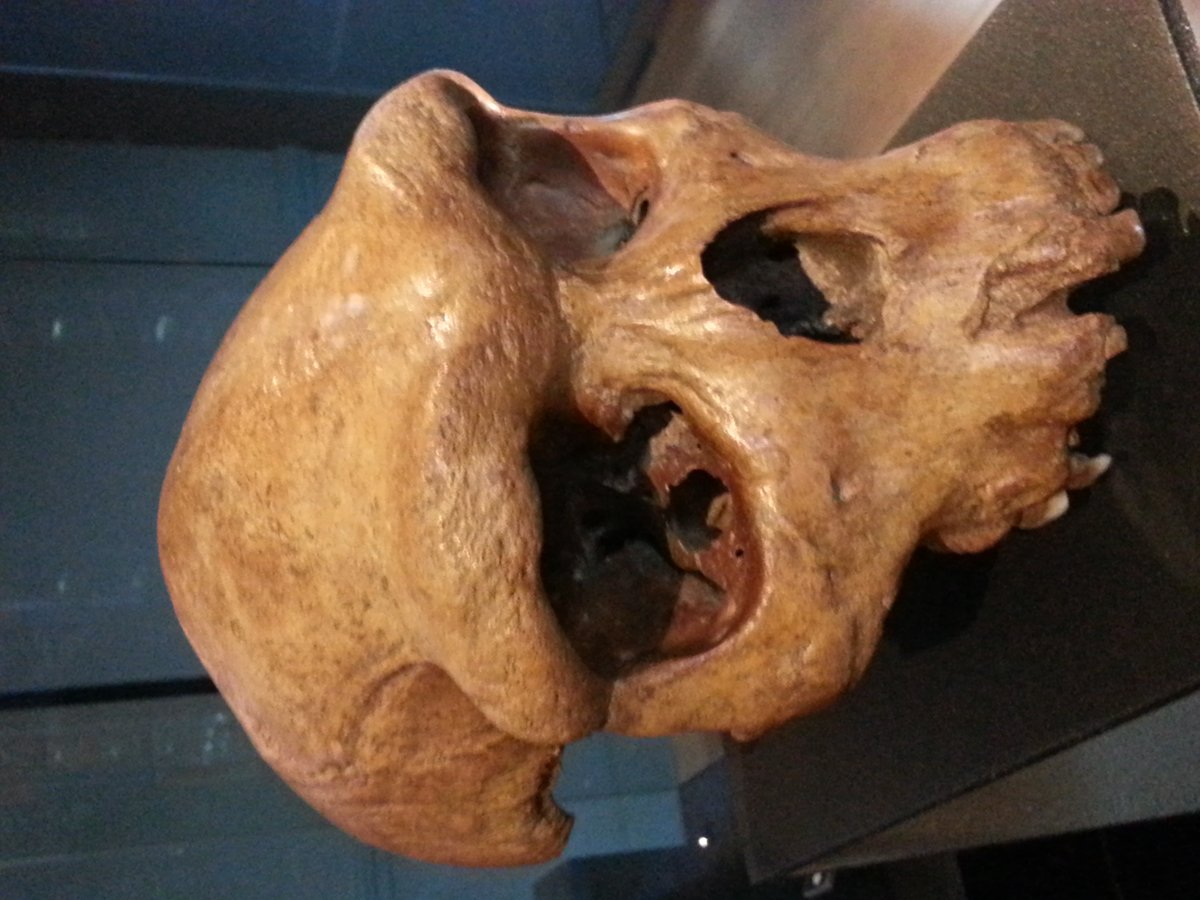 Crane de Kabwe (Broken Hill 1) - Homo heidelbergensis africain - Zambie