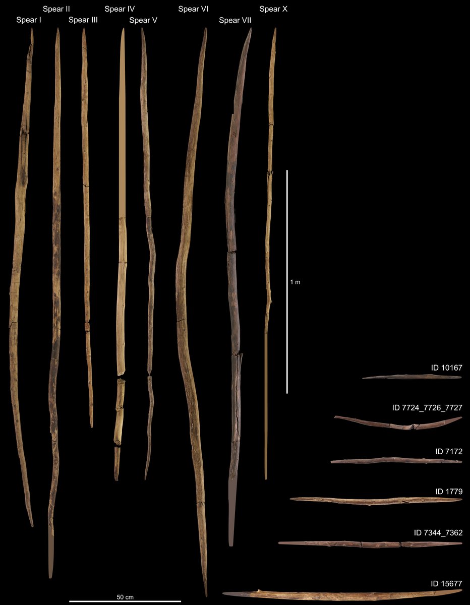 Artefacts en bois de Schoningen - lancers et sagaies - Paleolithique inferieur