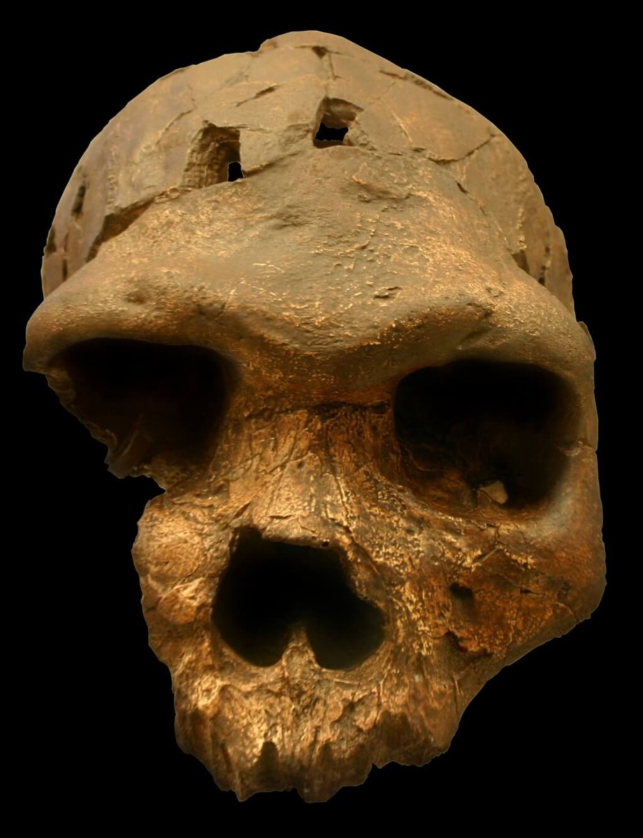 Crane de Bodo - Homo heidelbergensis - Ethiopie - 600 000 ans