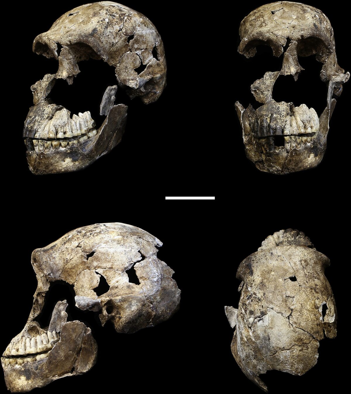 Reconstitution du crâne Neo d'Homo naledi
