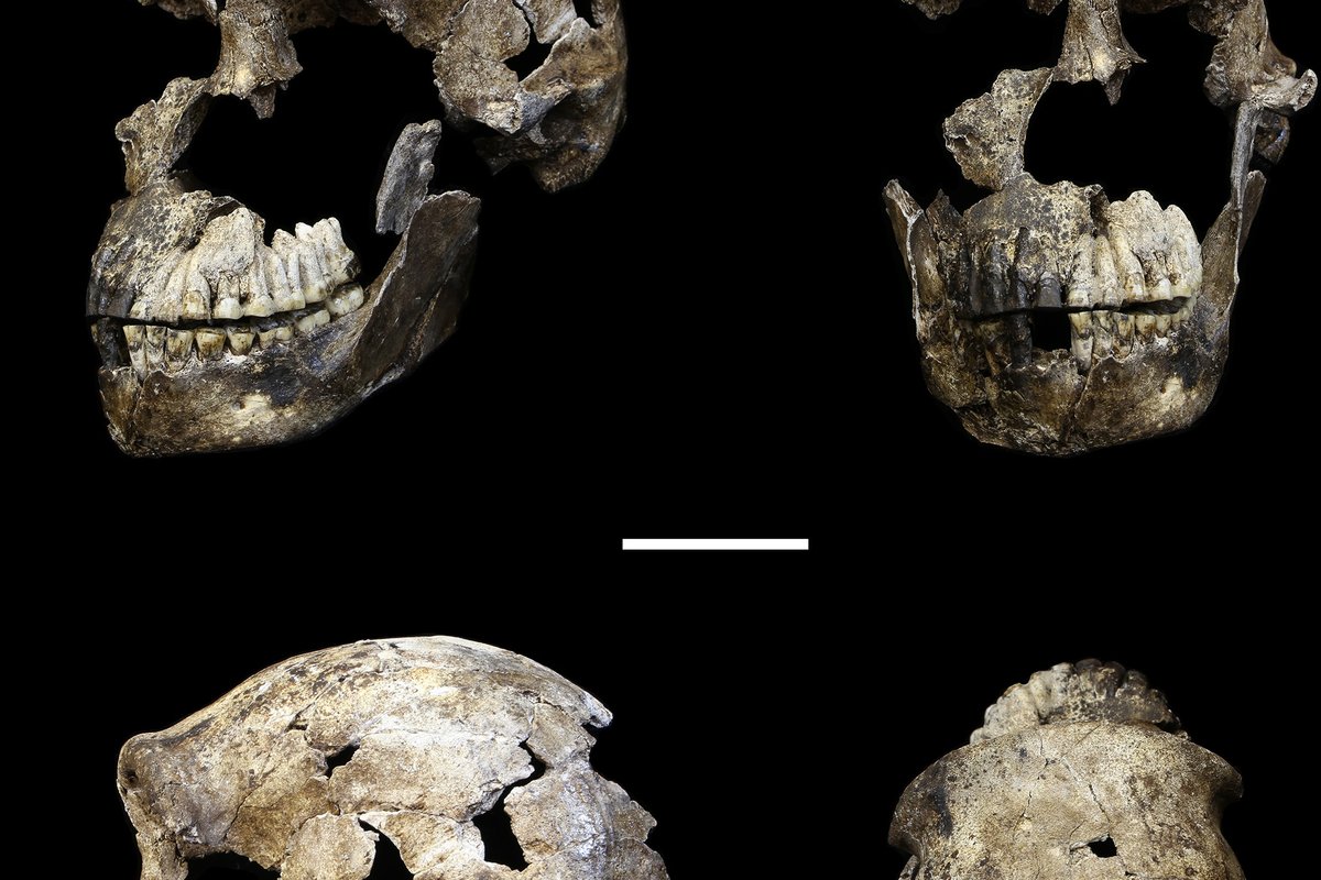 LES1 cranium of Homo naledi, second specimen discovered in the Lesedi Chamber, Rising Star