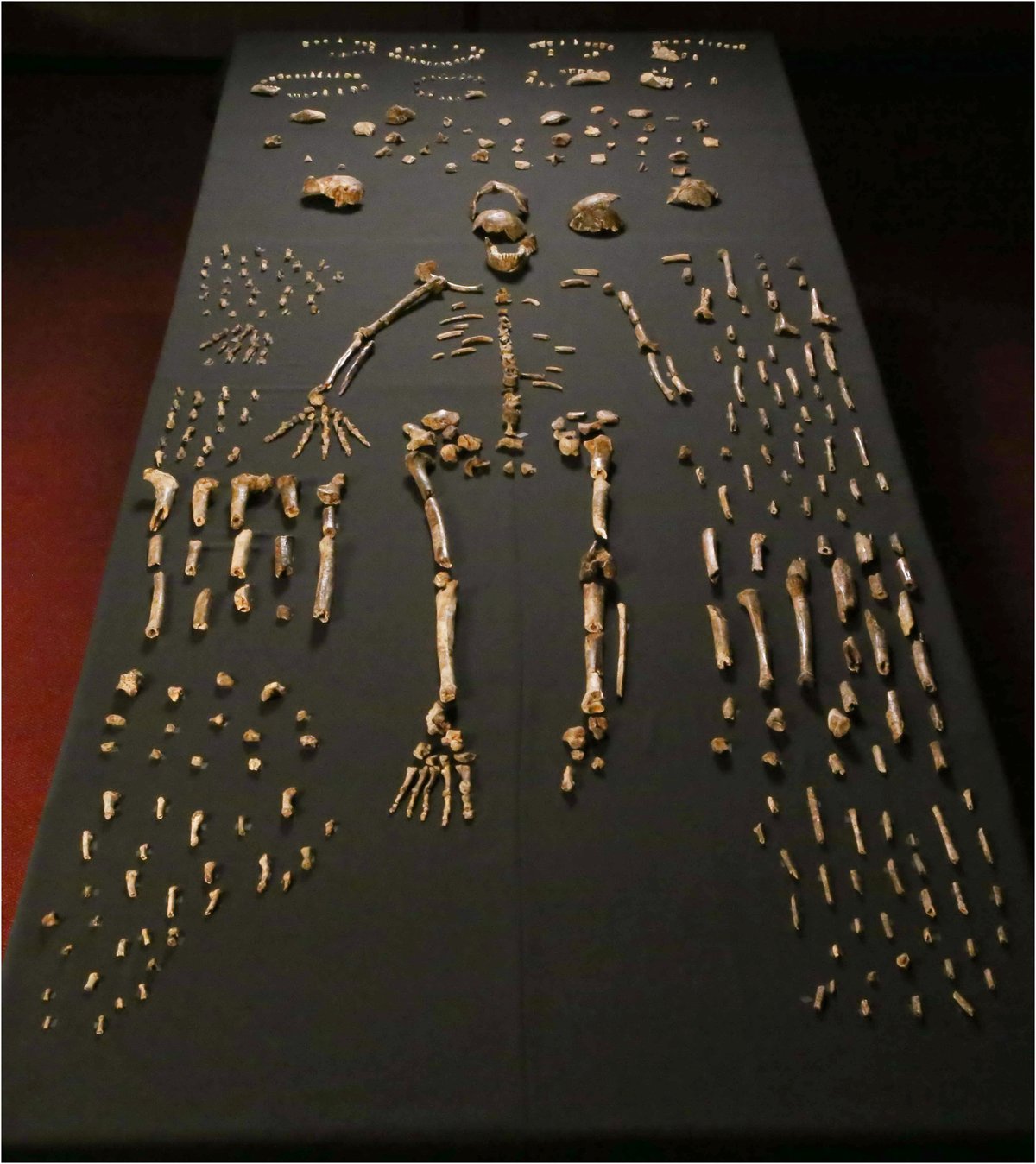 Specimens osseux d'Homo naledi de la chambre de Dinaledi