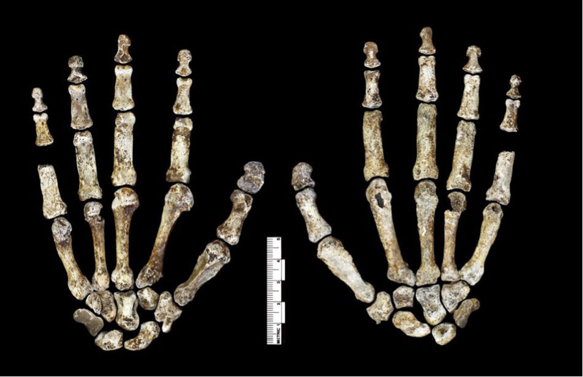 Os de la main d'Homo naledi - Rising Star Cave