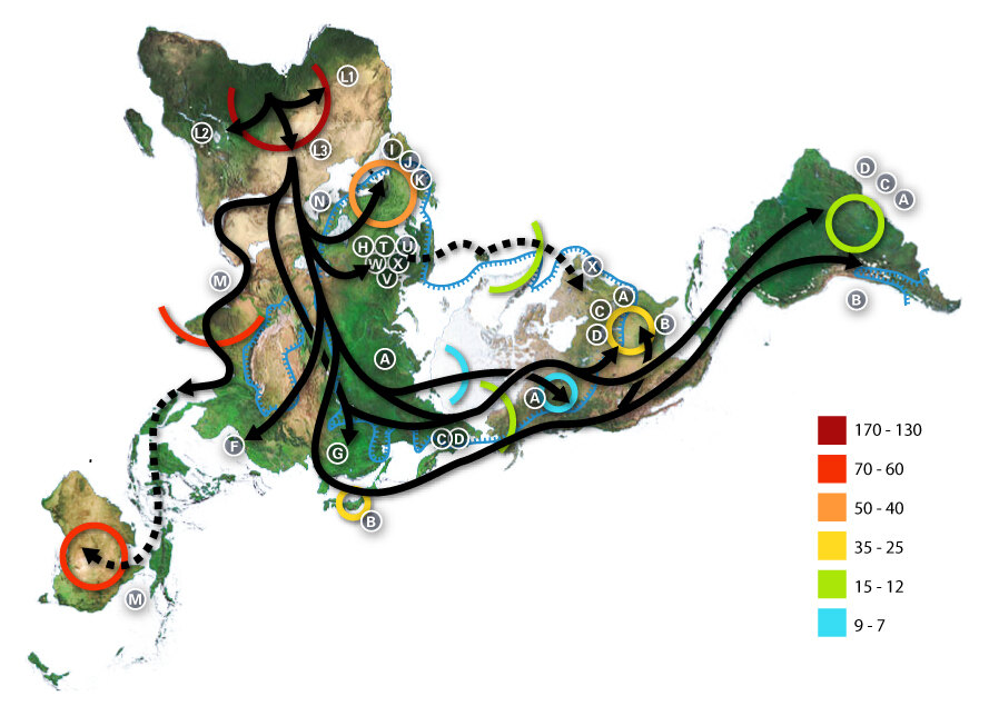 Carte mondiale des migrations préhistoriques d'Homo sapiens