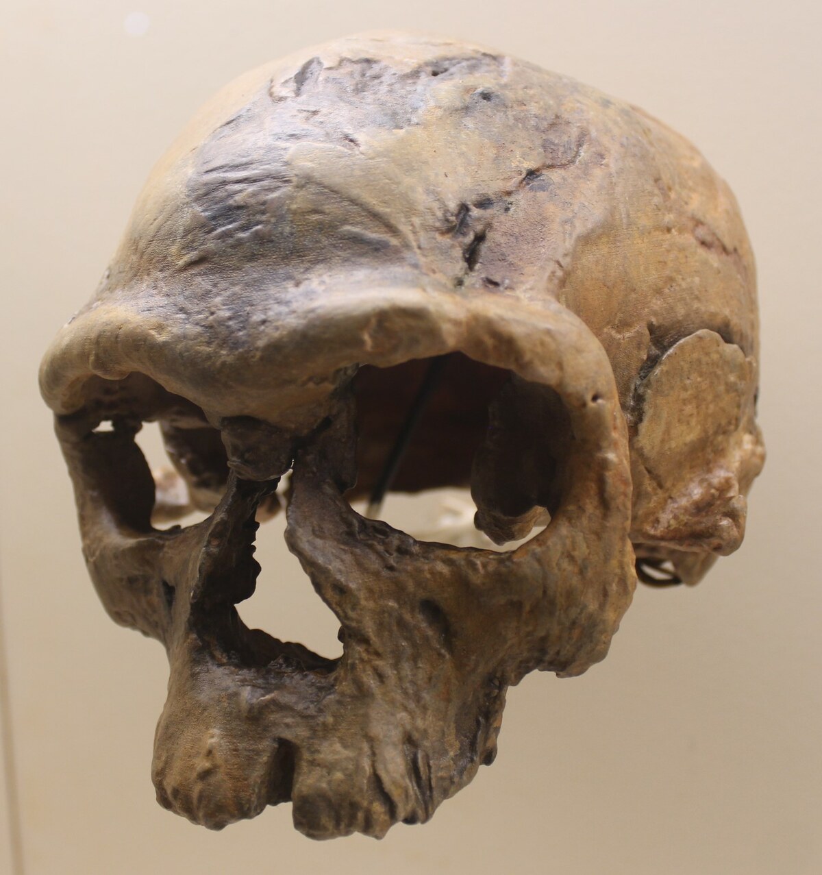 Crâne fossile Jebel Irhoud 1, conservé au Smithsonian