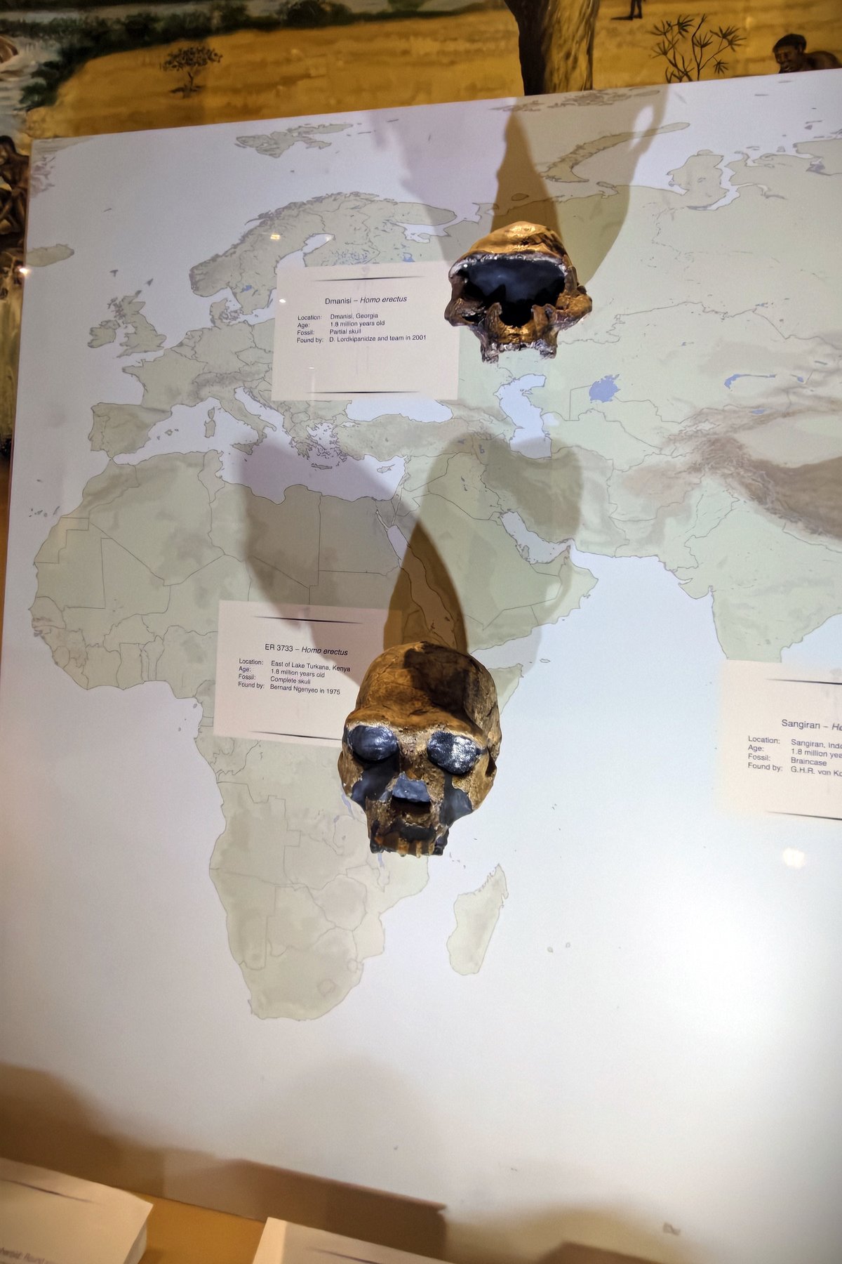 Fossil skulls of Homo erectus - Wikimedia Commons CC BY-SA 4.0