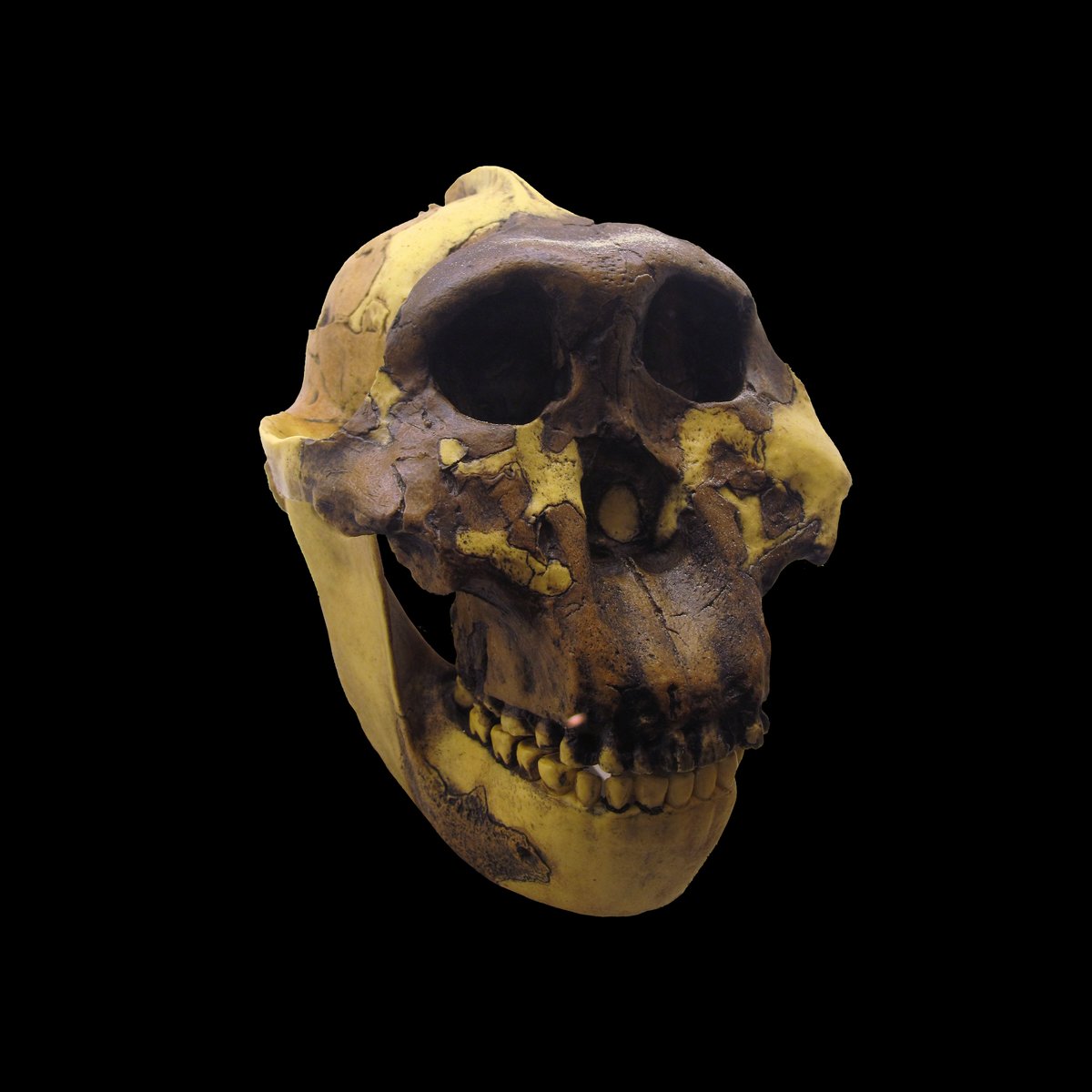 Skull of Paranthropus boisei - Wikimedia Commons CC BY-SA 3.0